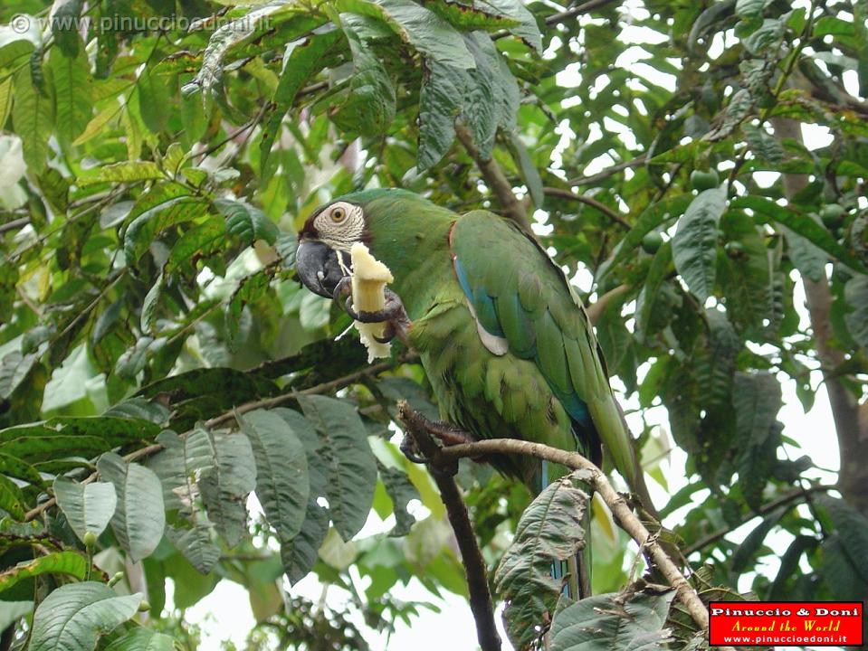 ECUADOR - Amazzonia - 18.jpg